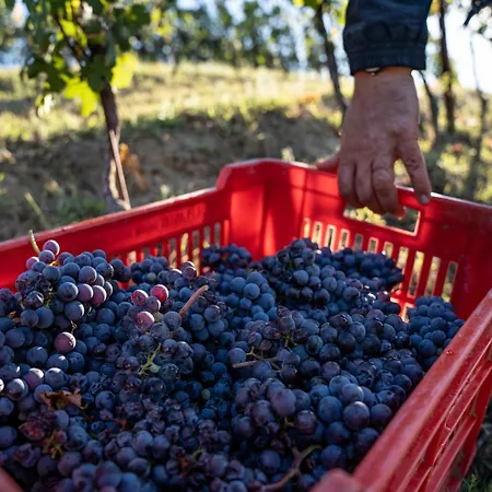 Antichi Poderi Gallina * Neive